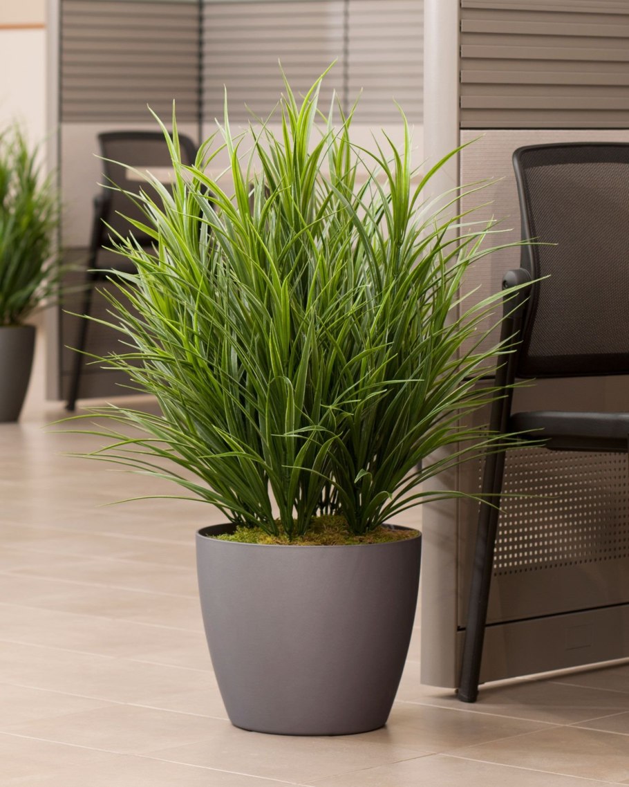 Спатифиллум геликониелистный