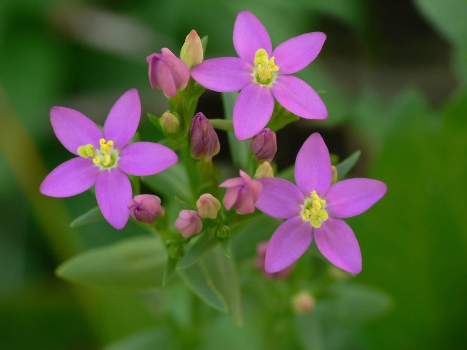 Centaurium umbellatum