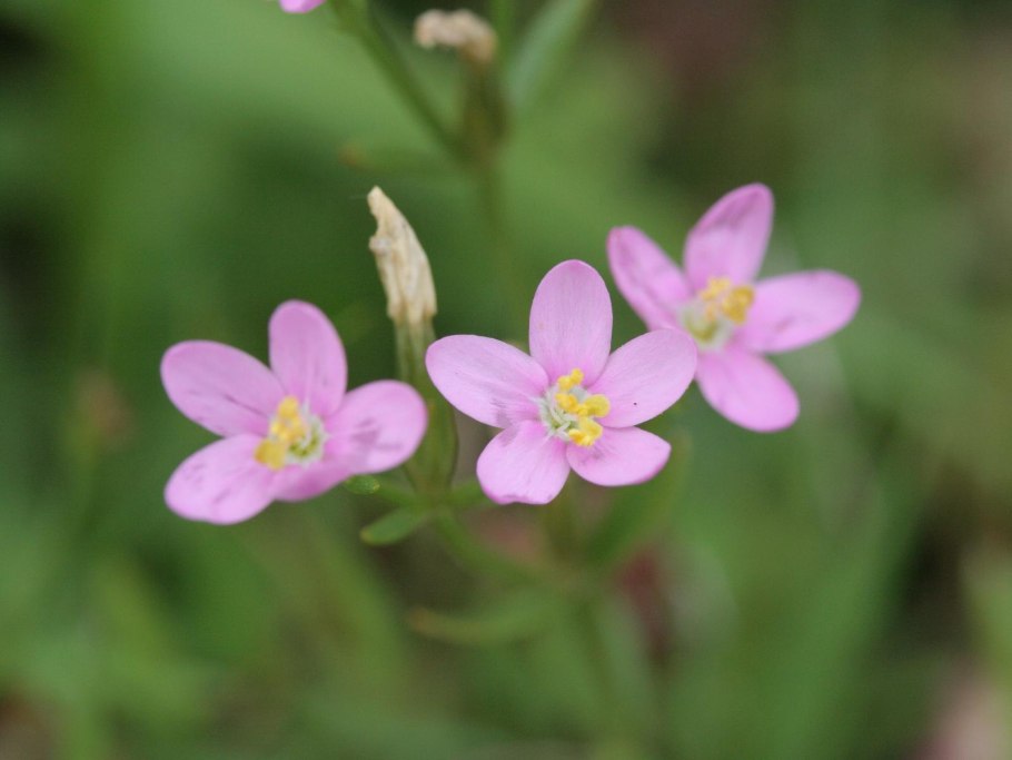 Золототысячник обыкновенный (Centaurium erythraea Rafn)