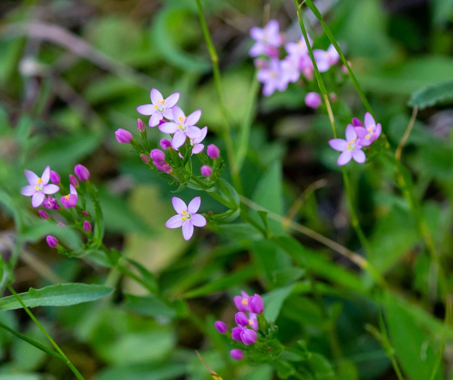 Centaury золототысячник