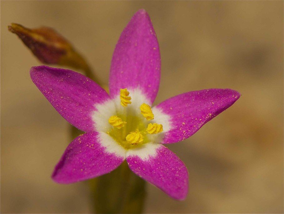 Centaury золототысячник