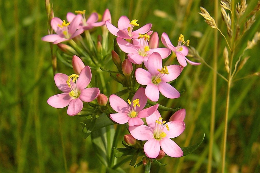 Centaury золототысячник