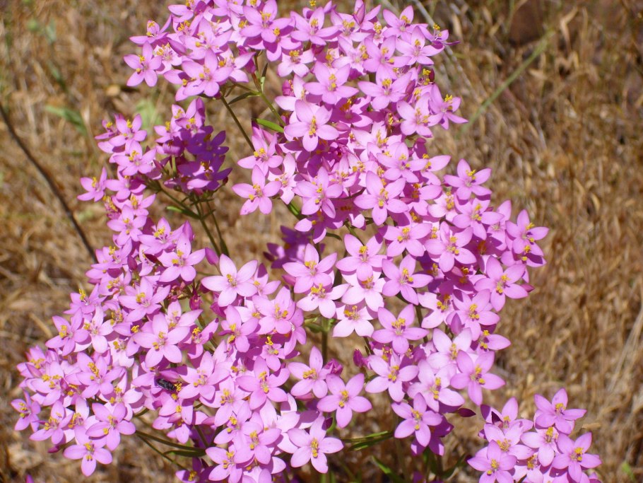 Centaury золототысячник