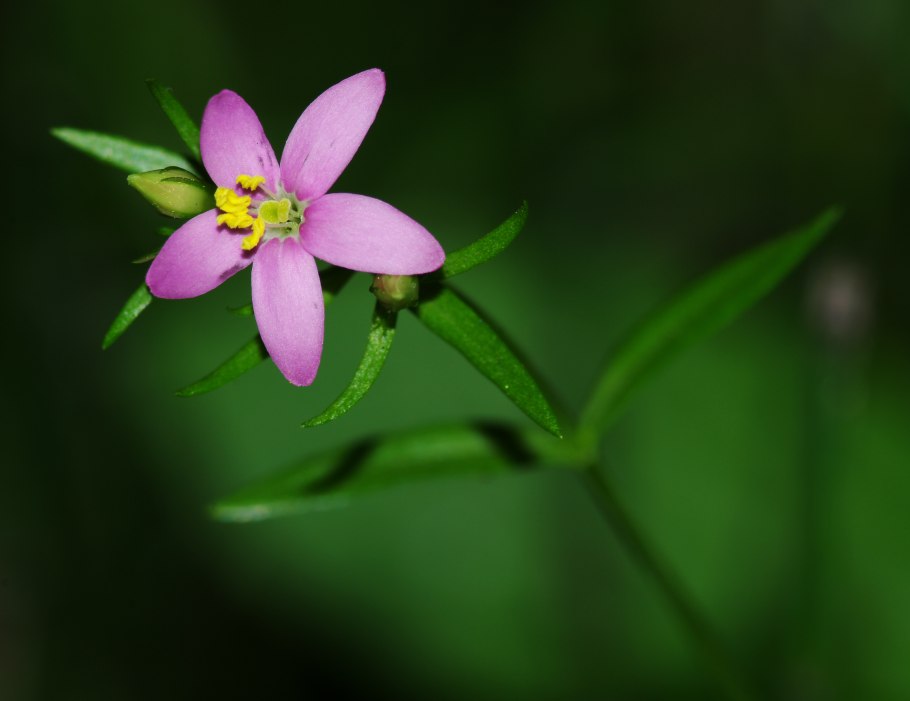 Centaurium erythraea