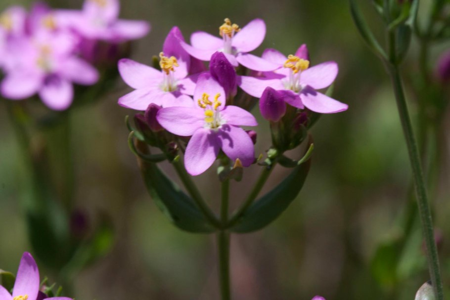 Centaurium erythraea