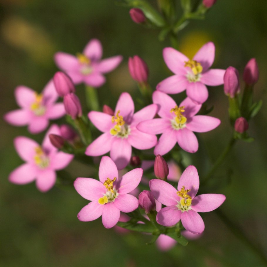 Centaury золототысячник