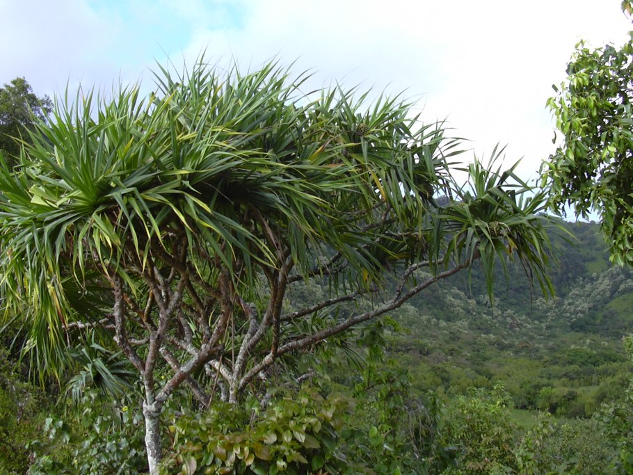 Панда маленькая детёныш