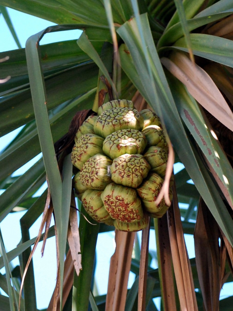 Панданус Сандера винтовая Пальма