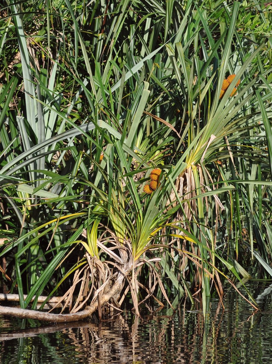 Панданус цветок