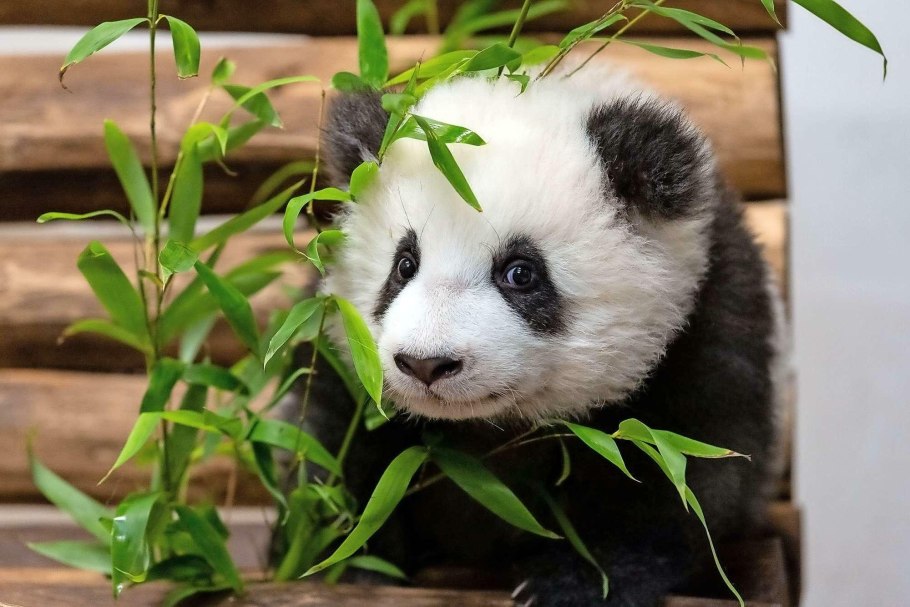 Пандан Крымский