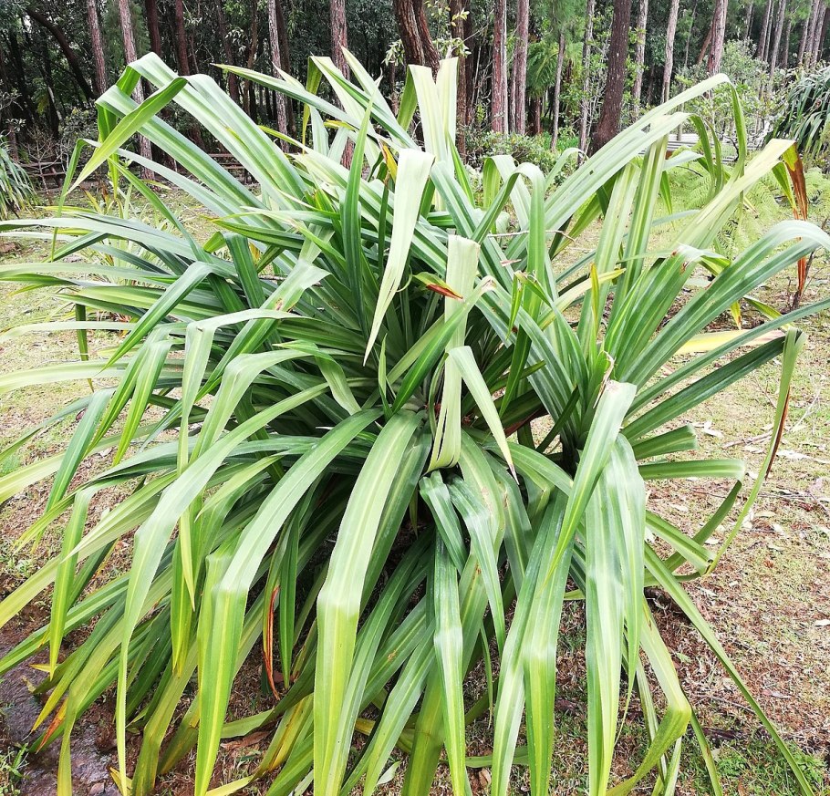 Панданус канделябровый