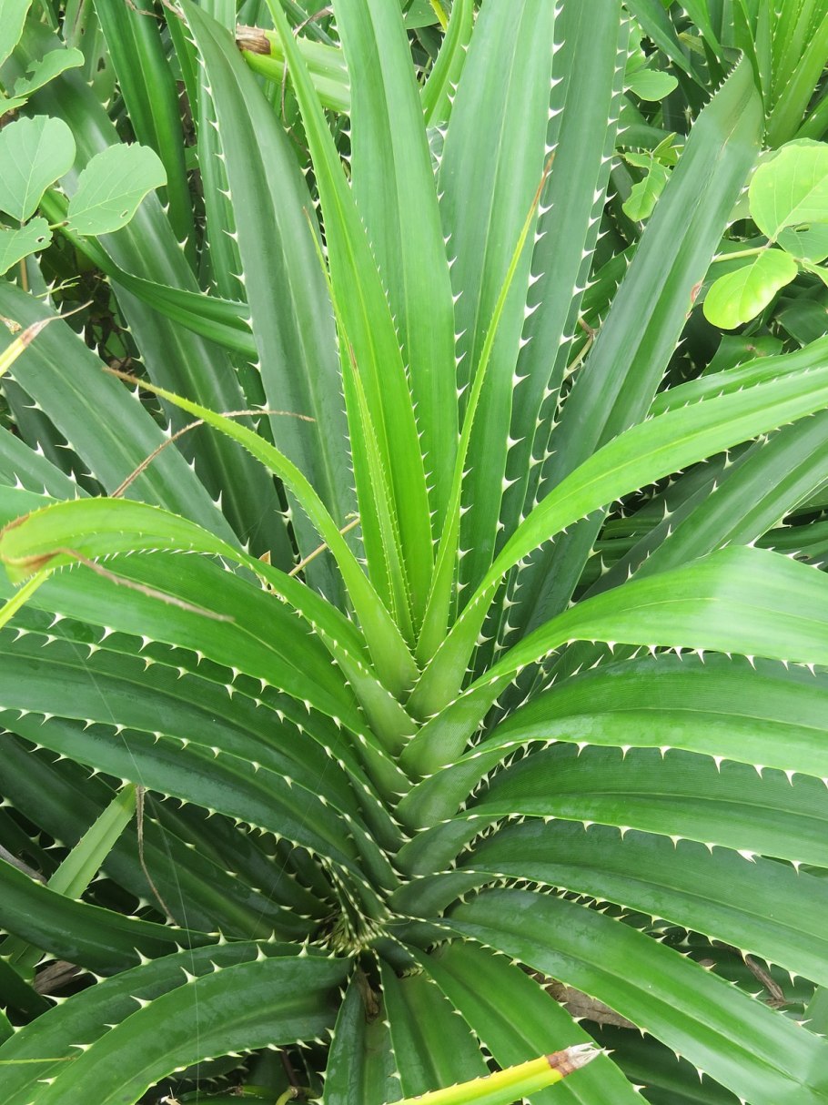 Пандан плод