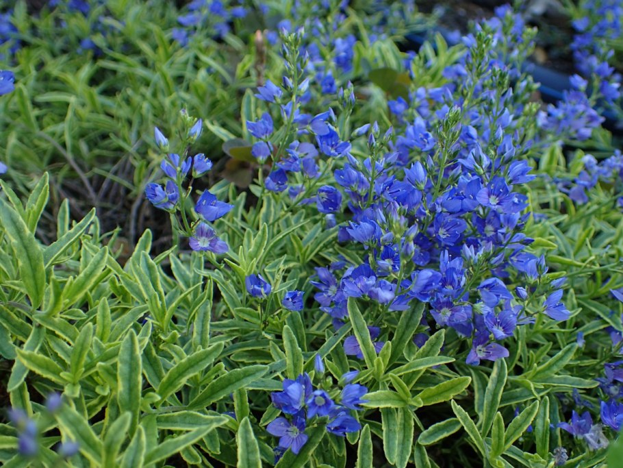 Сабвуфер FBT LS 61a