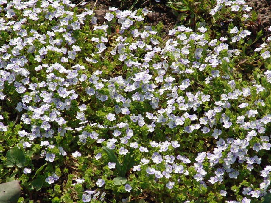Вероника longifolia Blue