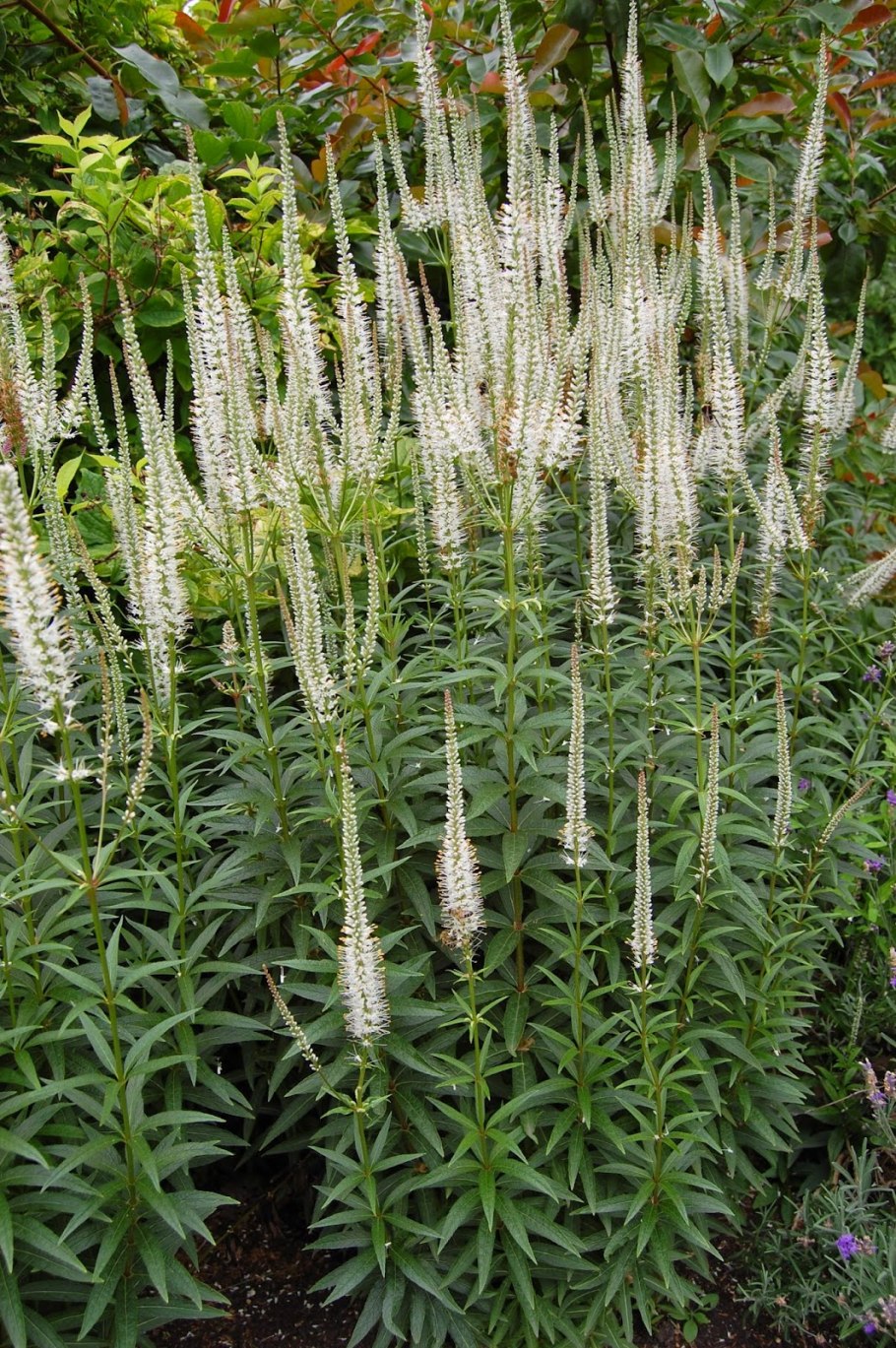 Veronica gentianoides