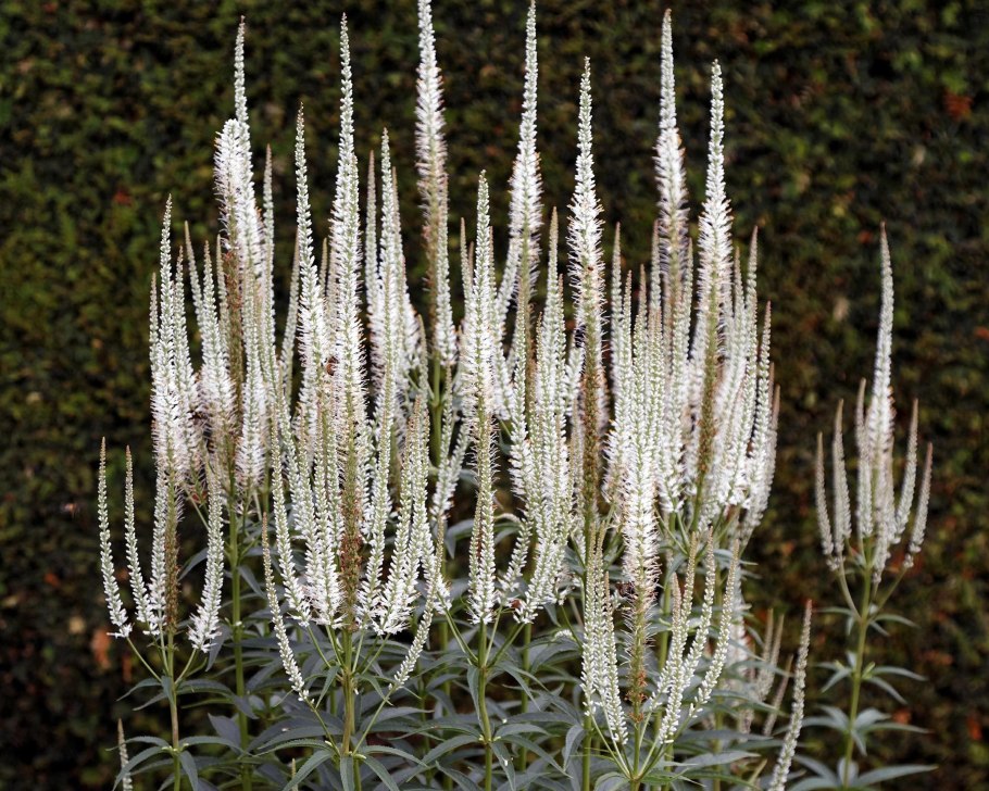 Вероника растение