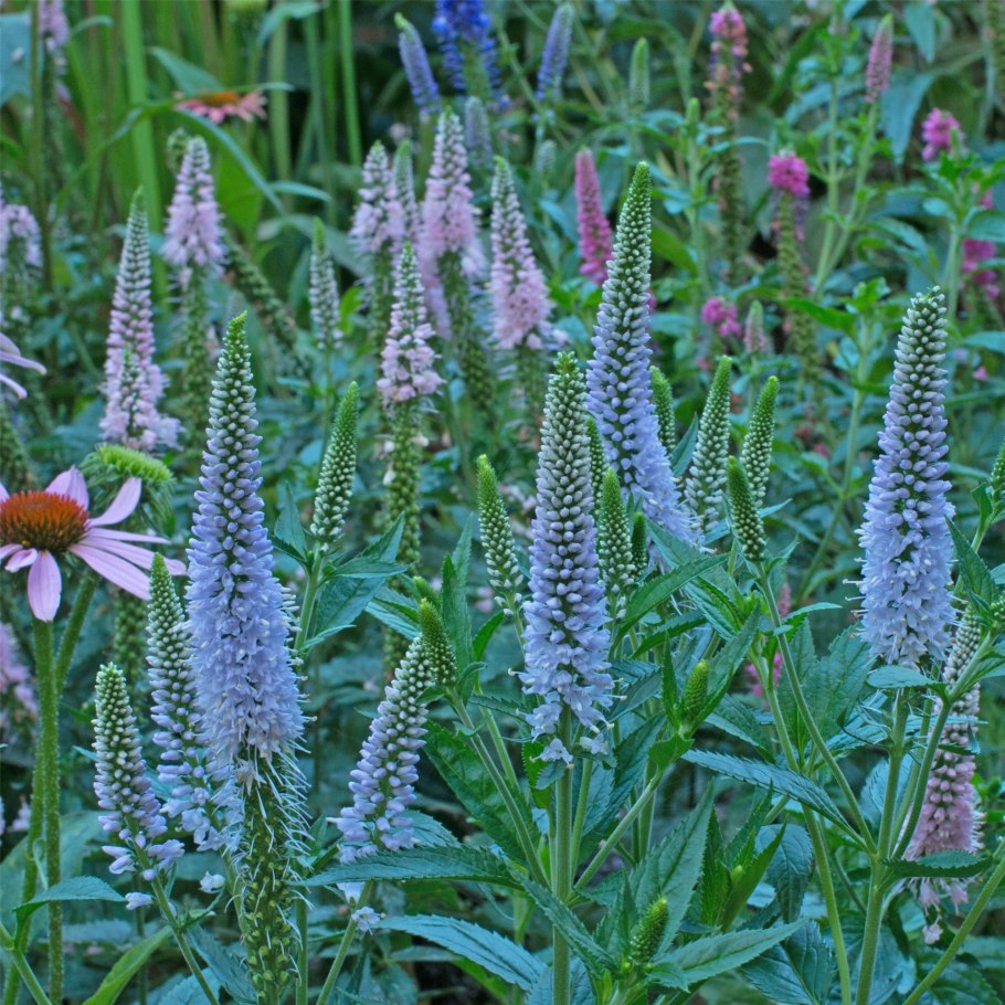 Вероникаструм виргинский (Veronicastrum virginicum)