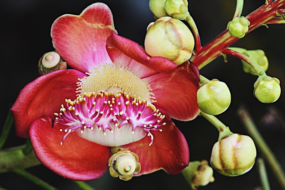 Баррингтония азиатская (Sea Poison Tree)