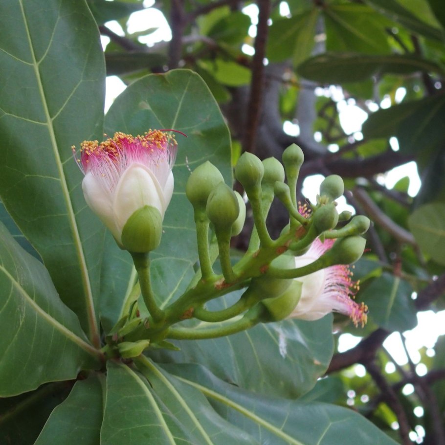 Сапукая райское дерево