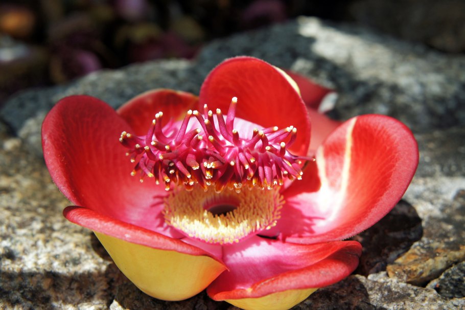 Баррингтония азиатская