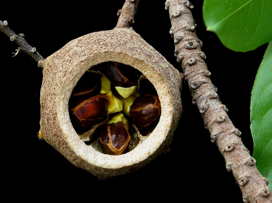 Лецитис Райский орех дерево2