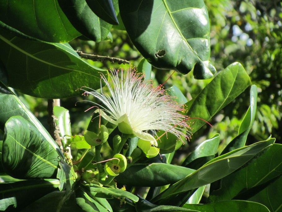 Баррингтония азиатская на берегу