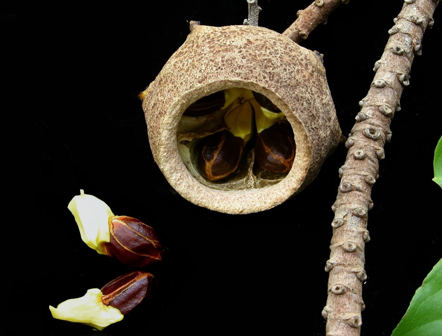 Баррингтония азиатская