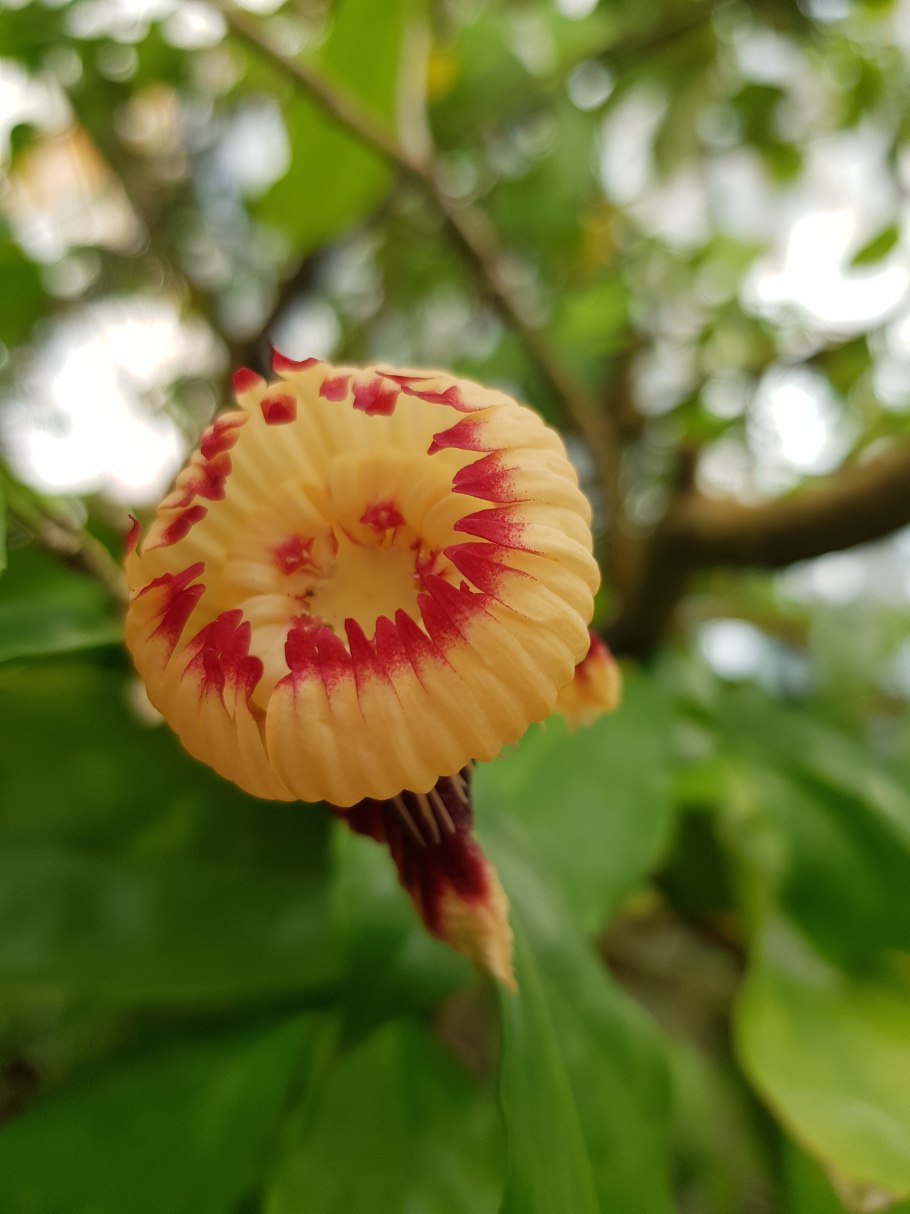 Barringtonia acutangula