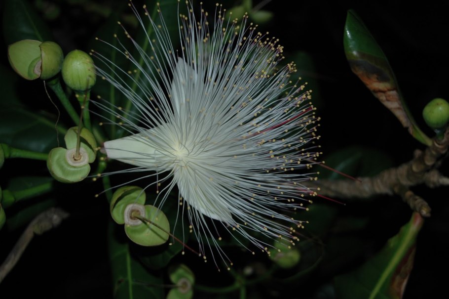 Баррингтония дерево