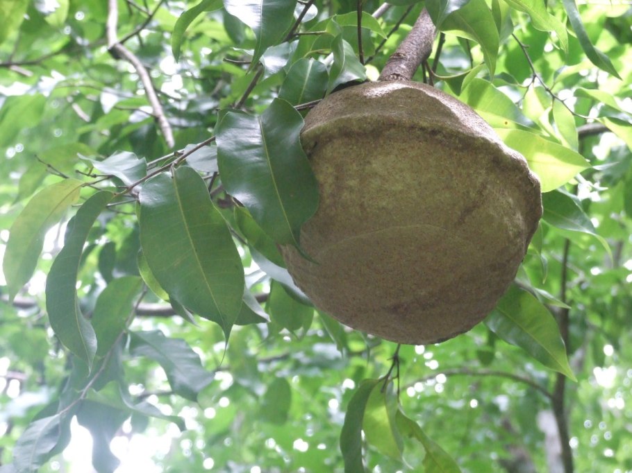 Barringtonia acutangula