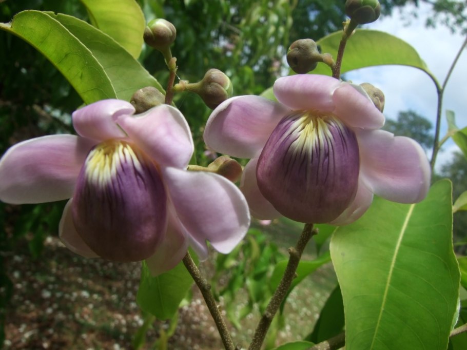 Лецитис ( Lecythis) плоды фото