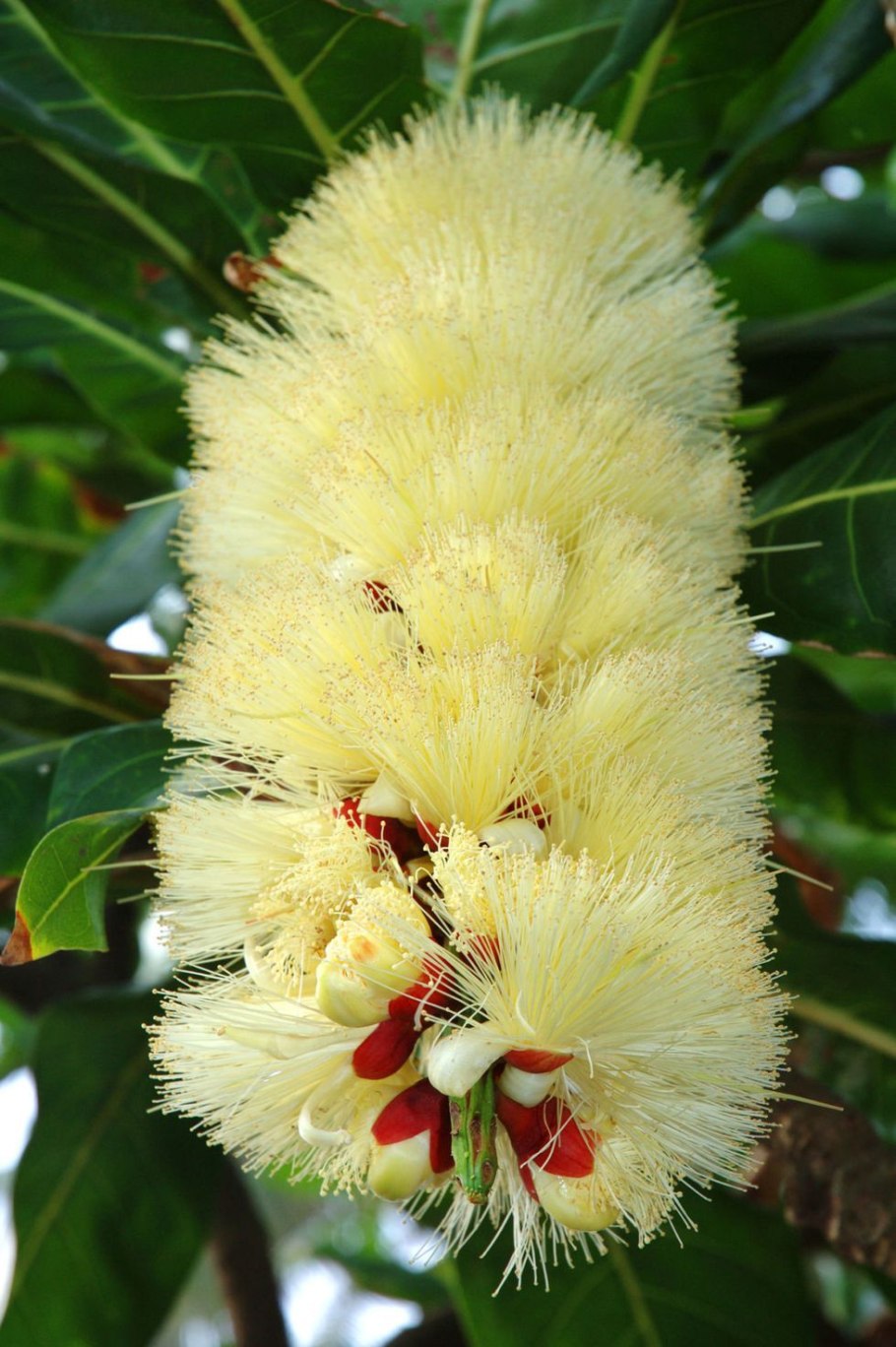 Медузагина супротивнолистная