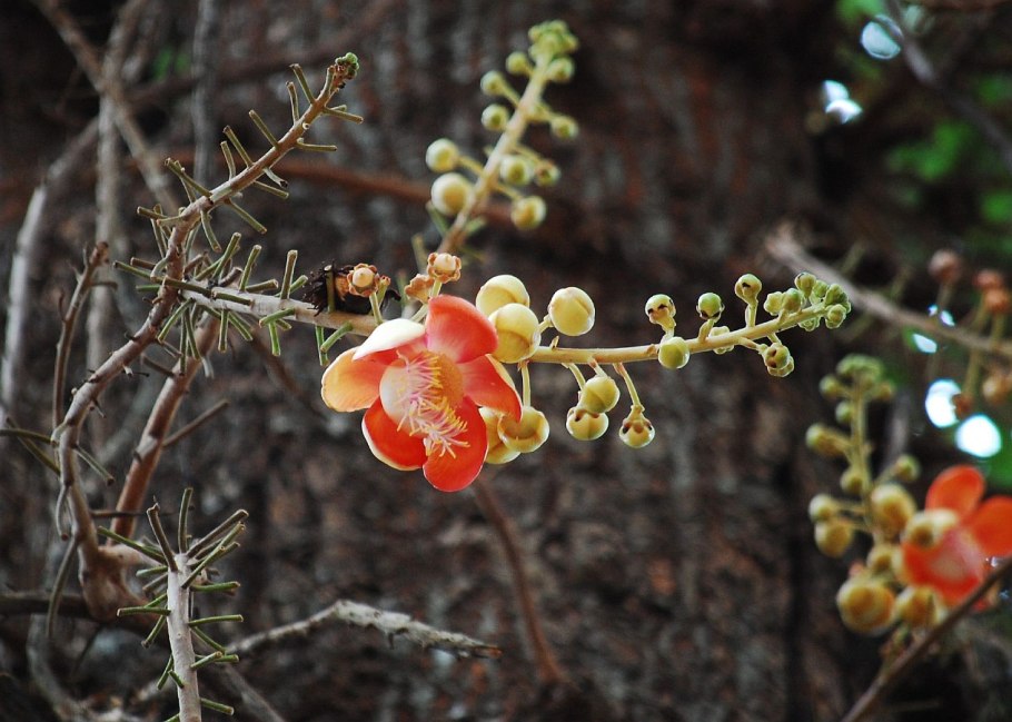 Couroupita guianensis