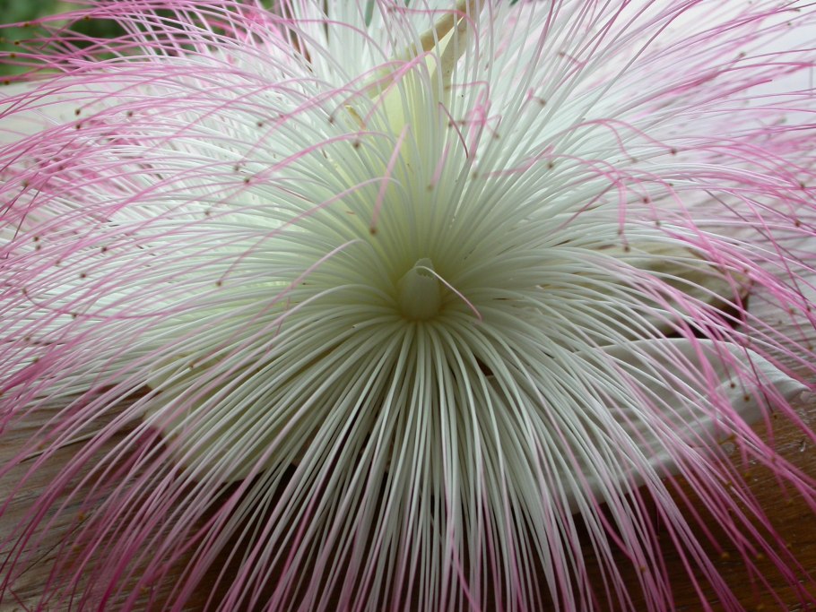 Бразильский орех бертолетия