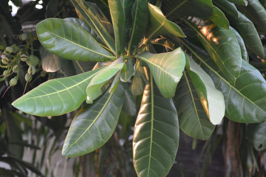 Курупита гвианская