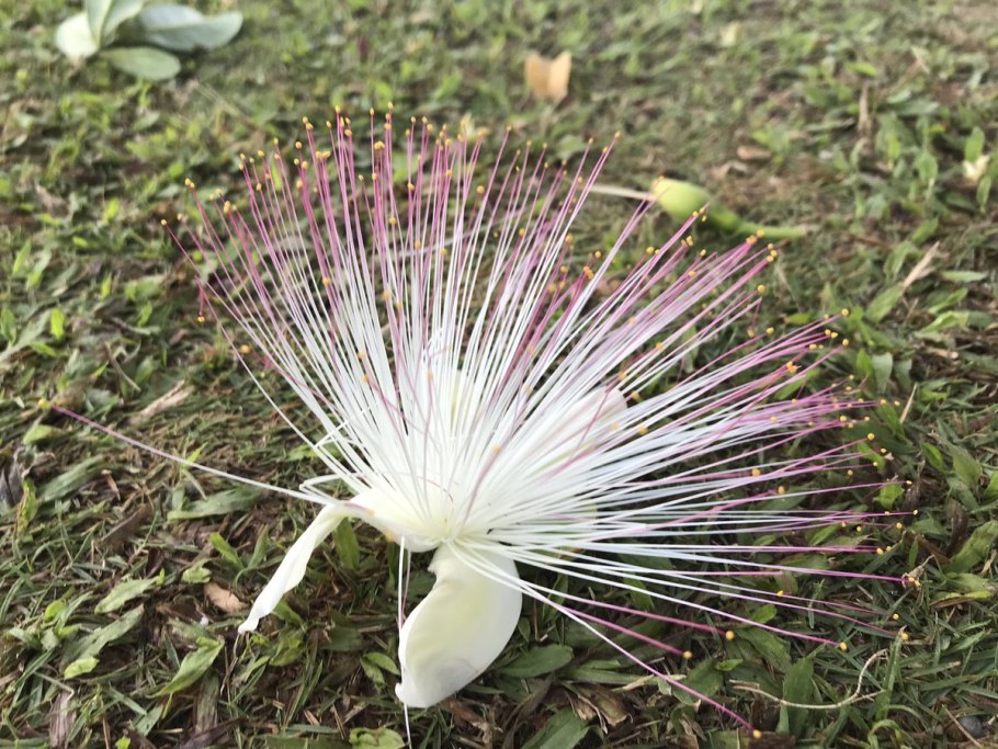 Сапукайя дерево