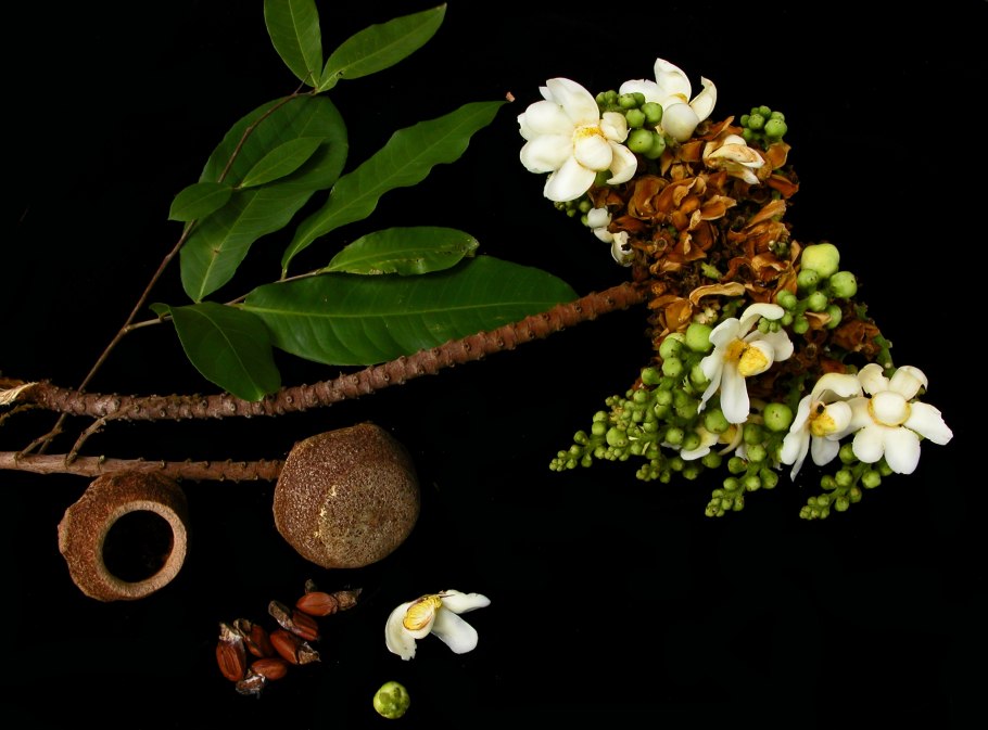 Баррингтония эдулисbarringtonia-edulis-v-28