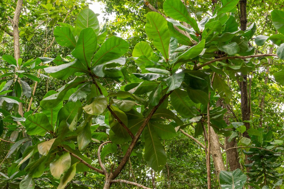 Баррингтония кистевидная