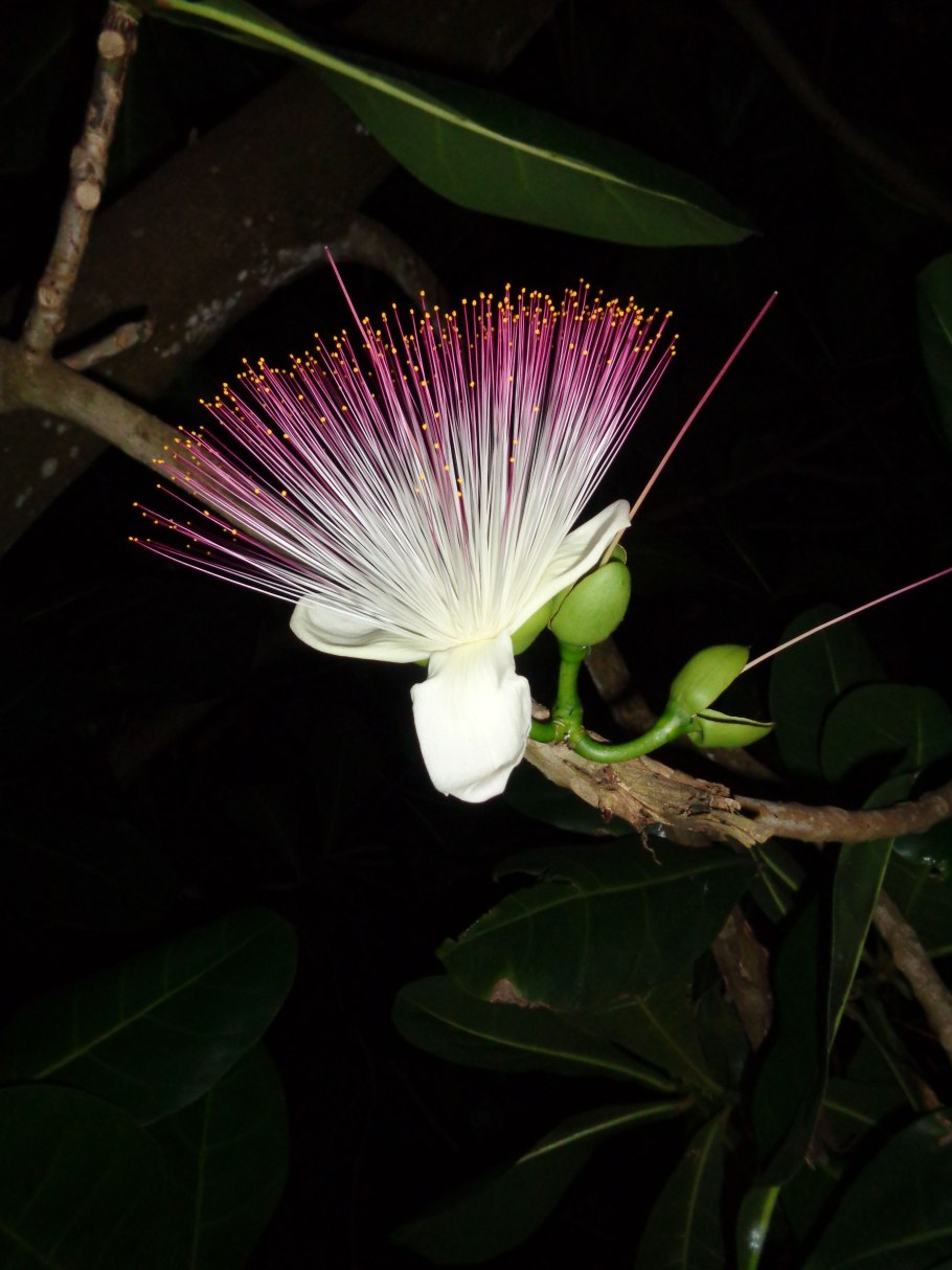 Горшок обезьяныlecythis pisonis)