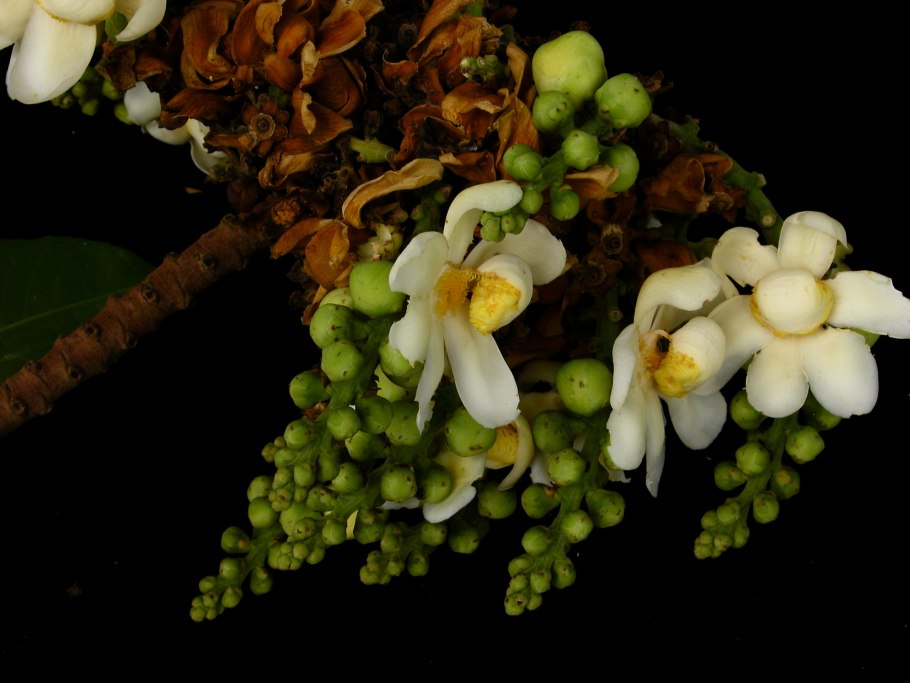 Сапукая райское дерево