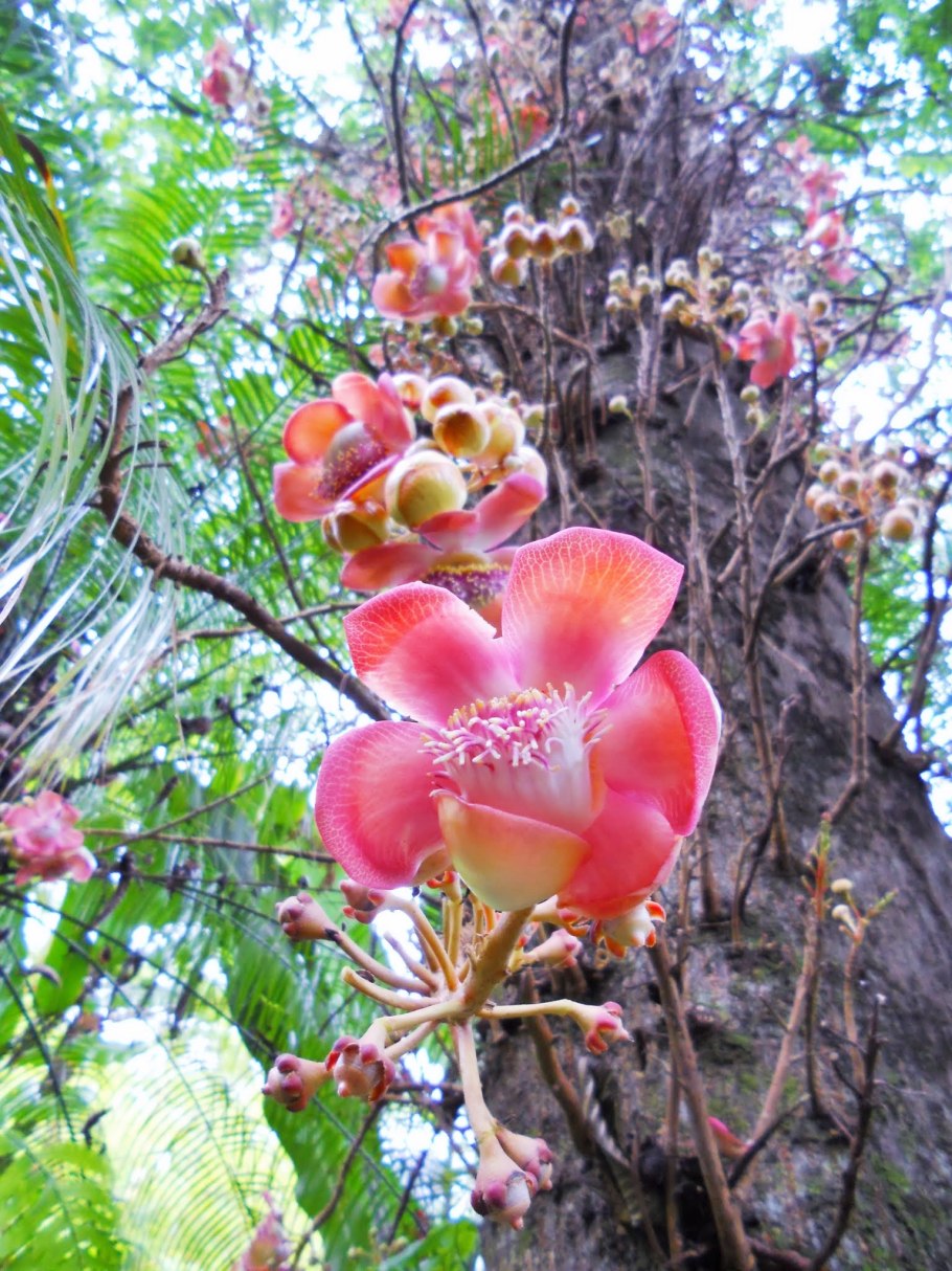 Обезьяний орех дерево