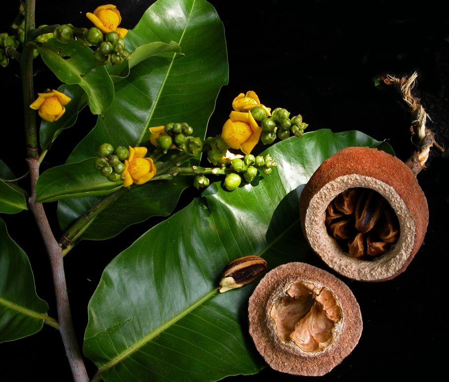 Баррингтония азиатская