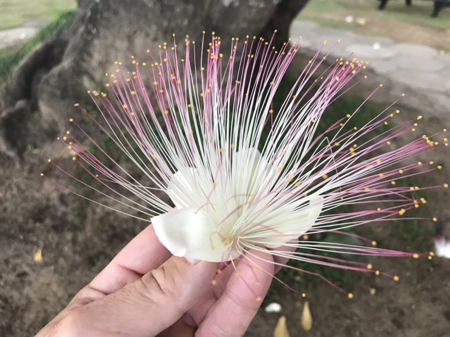 Баррингтония азиатская