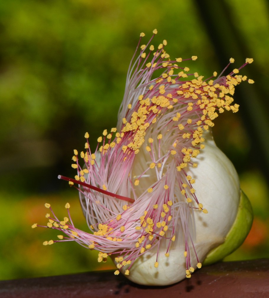 Barringtonia asiatica