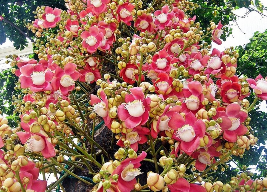 Лецитис Райский орех дерево