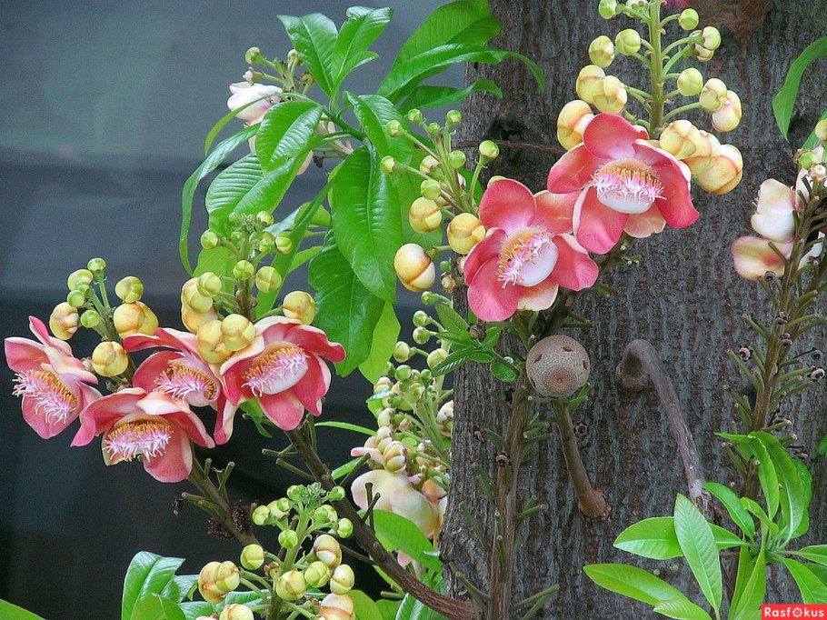 Необычный и экстравагантный цветок