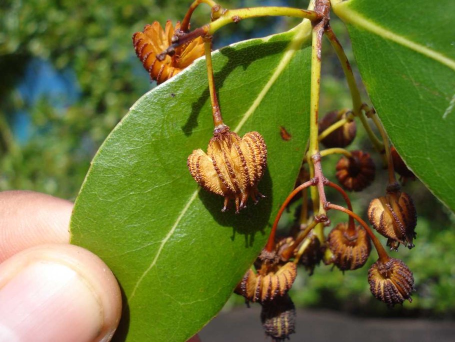 Медузагина супротивнолистная