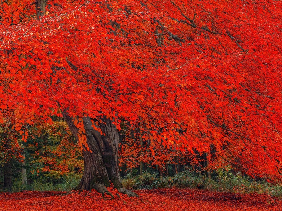 Красное дерево дерево