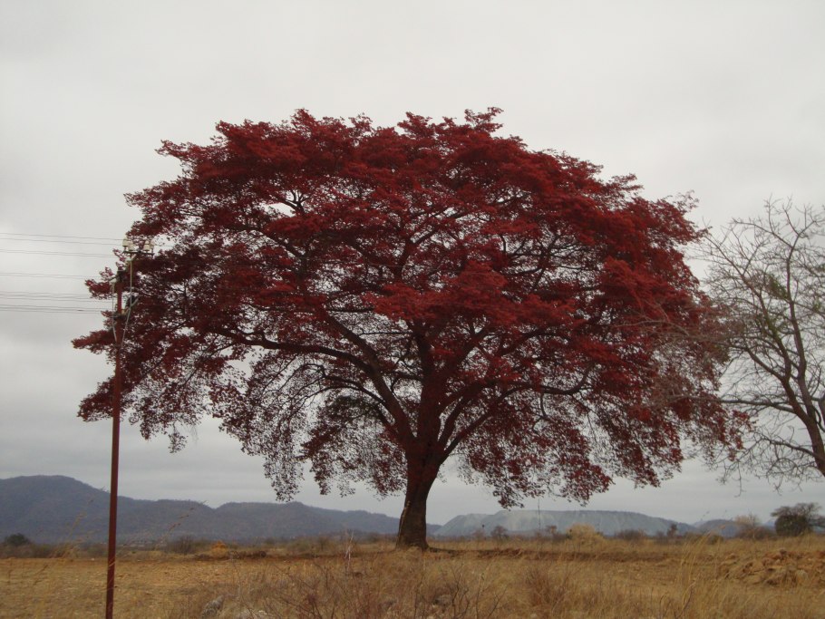 Клен канадский остролистный