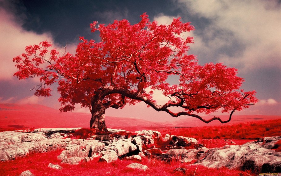 Дерево красное